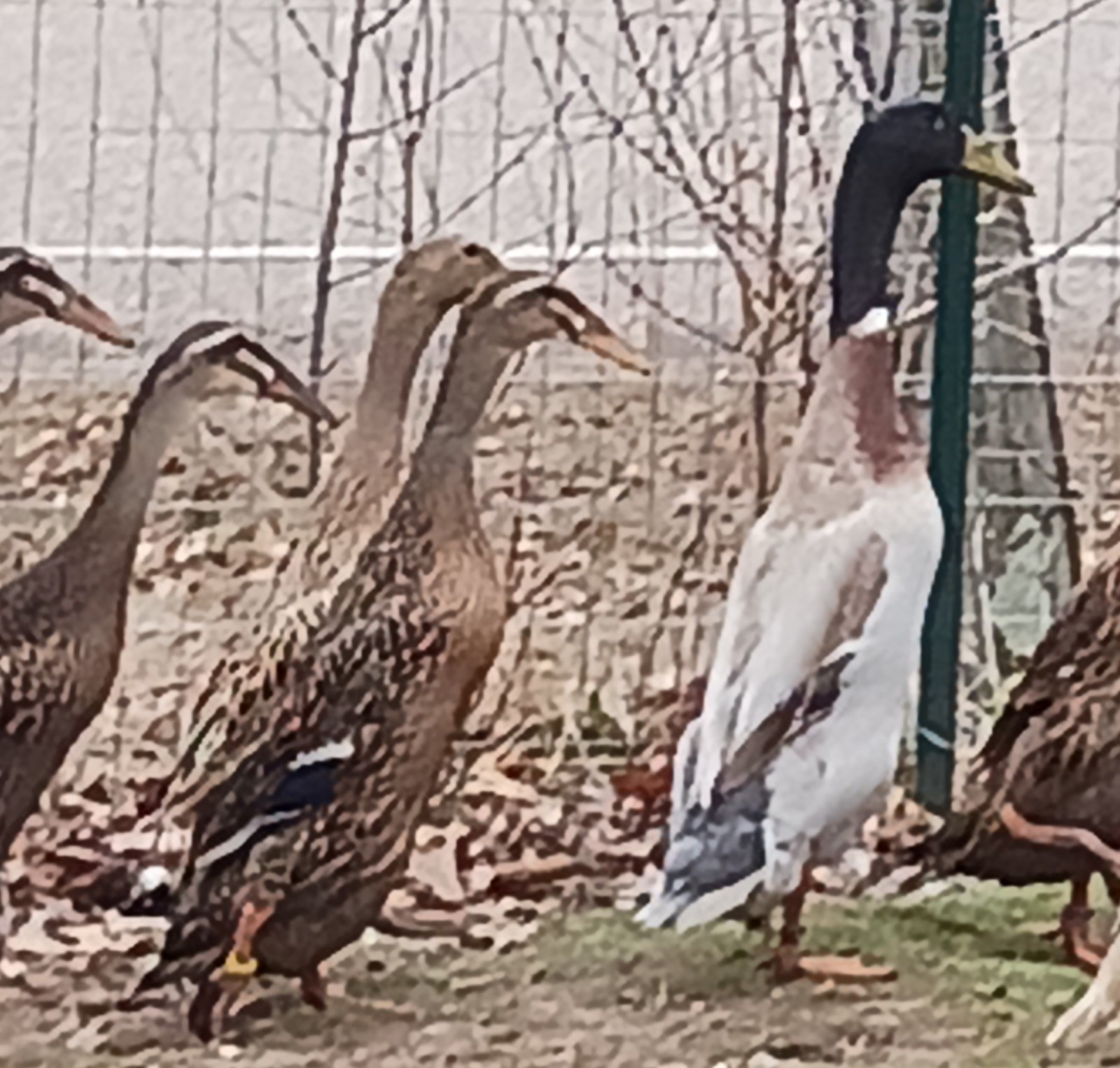 10+ Grey Runner Duck Hatching Eggs