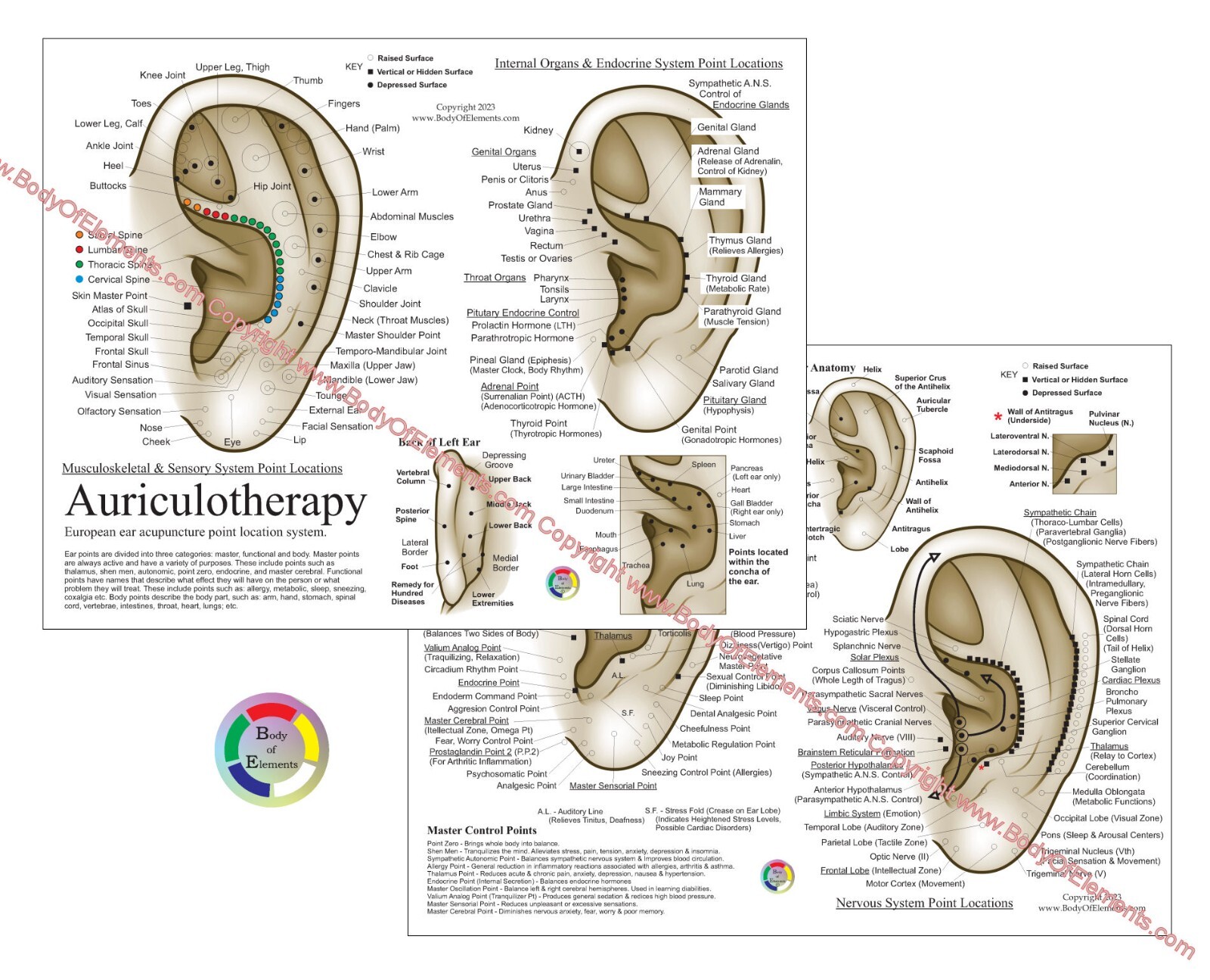 Auriculotherapy Ear Acupuncture Chart  8.5" X 11" Auricular Microsystem