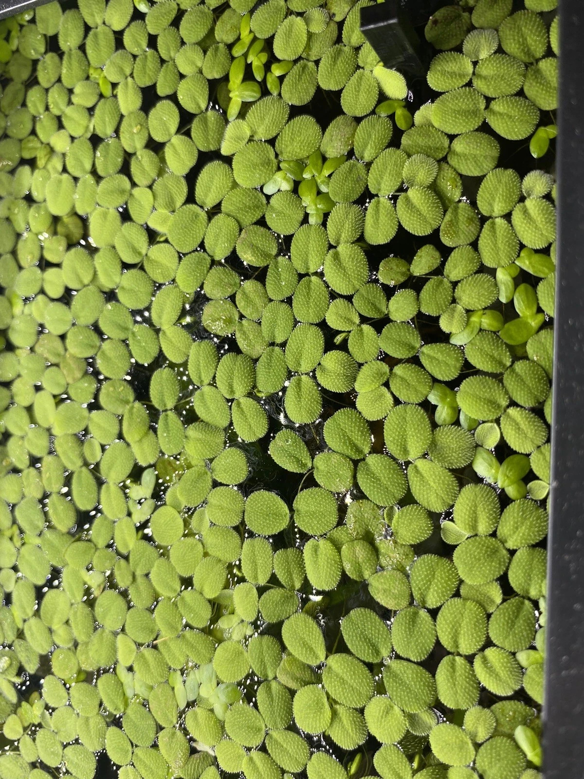 Salvinia Minima Live Floating Aquatic Plant Freshwater Aquarium & Pond Plants