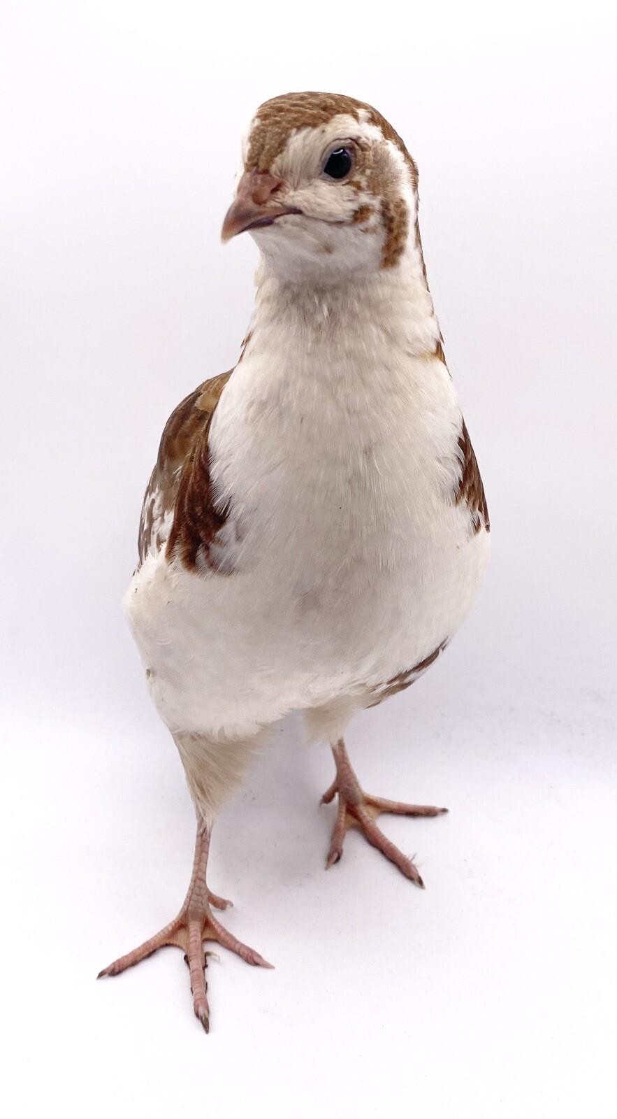 6++ Celadon Coturnix Quail Hatching Eggs - Blue Egg Layers