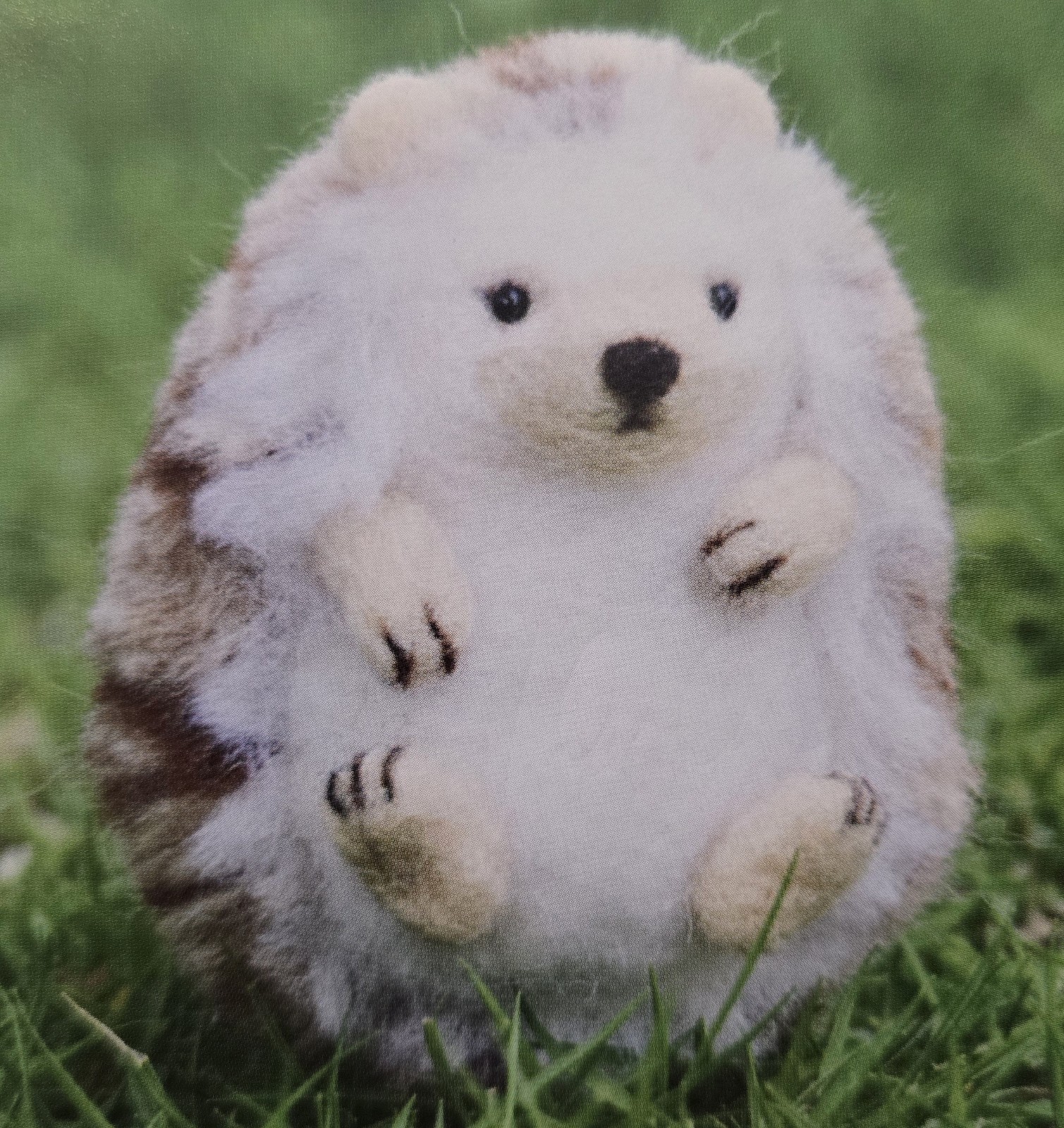 DIY Hedgehog Needlefelting Kit With Instructions Wool Needles Eyes Finger Guards