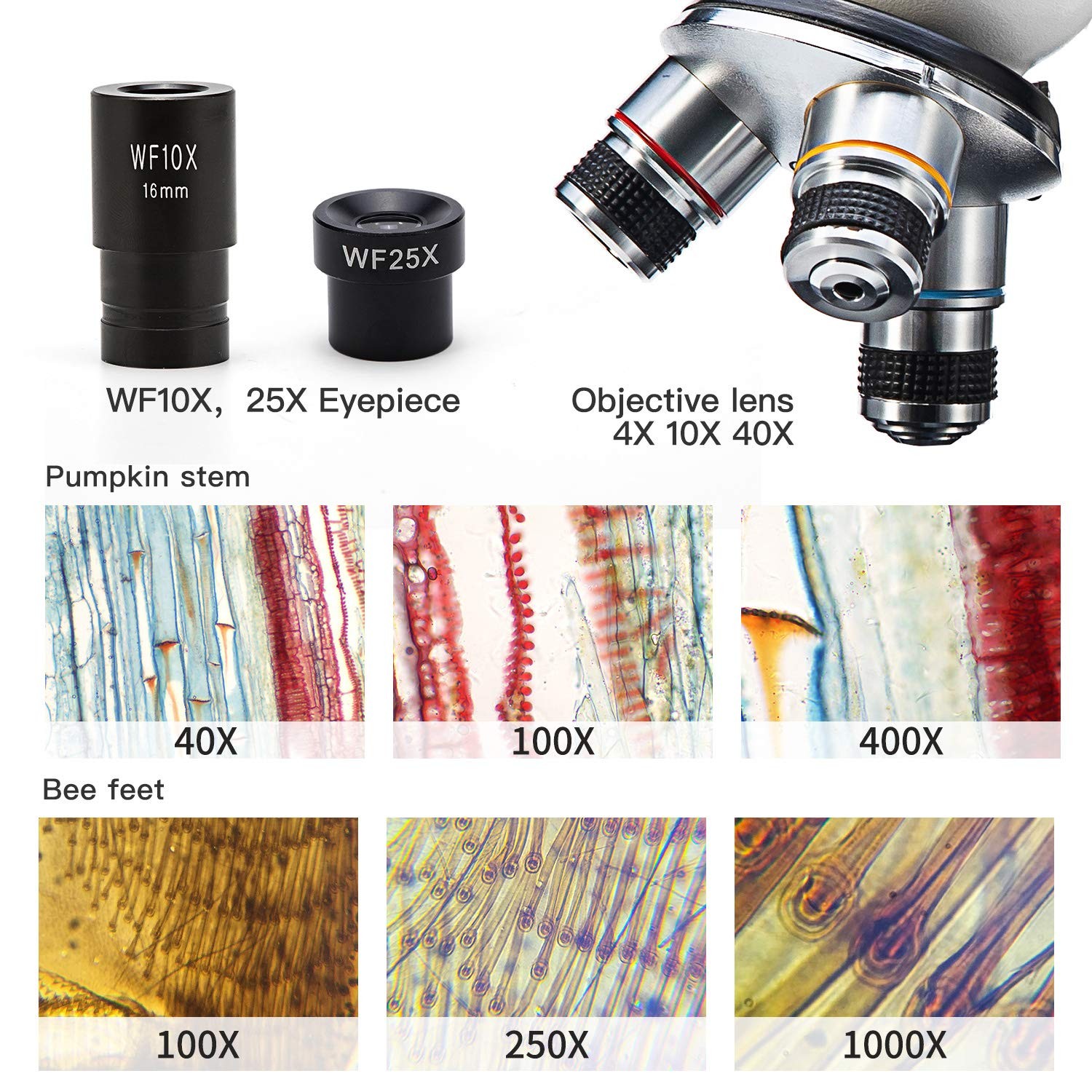 Microscope SW150,Compound Student Microscope,40X-1000X,Monocular Head,Coarse ...