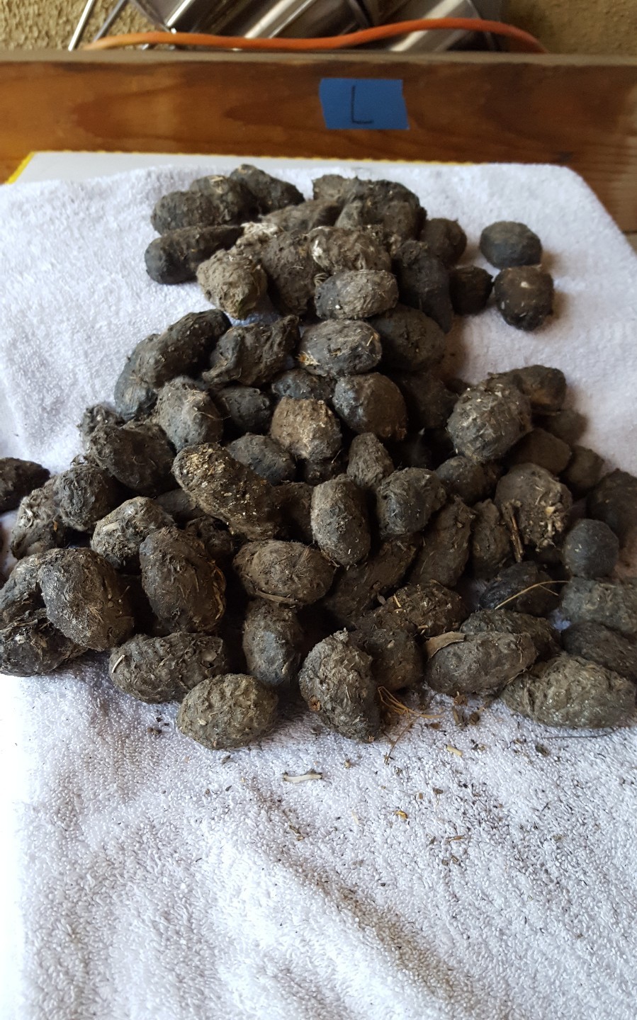 Owl Pellets Large Size--100 Pack, 1"1/2 & Up. Sterilized and Wrapped