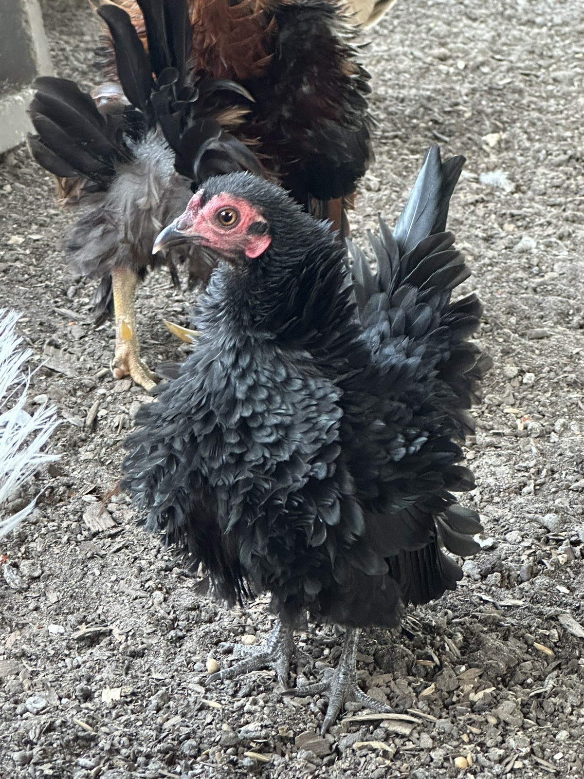 12 ++ Serama Hatching eggs NPIP/AI and PT Clean