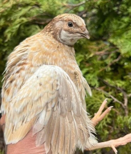 30 Rare JUMBO Celadon hatching eggs NPIP tested