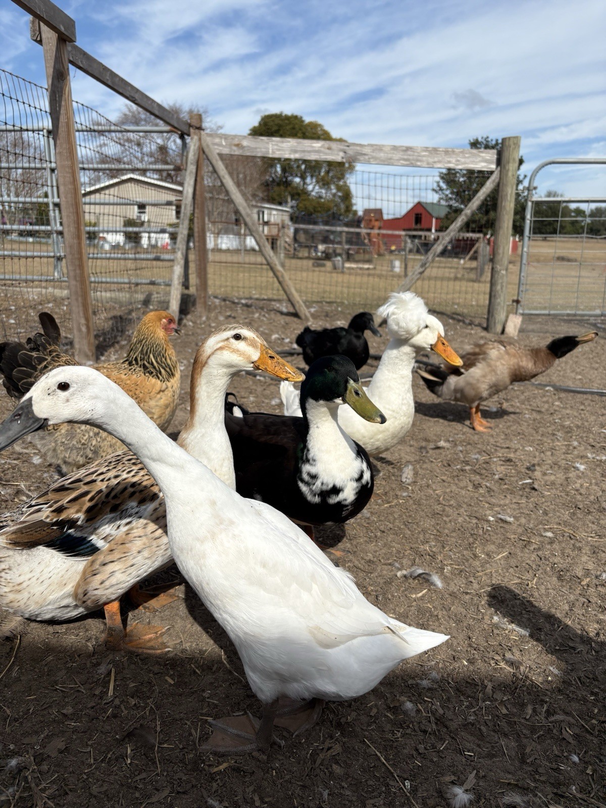 Barnyard mix FUN surprise duck hatching eggs. 12++.