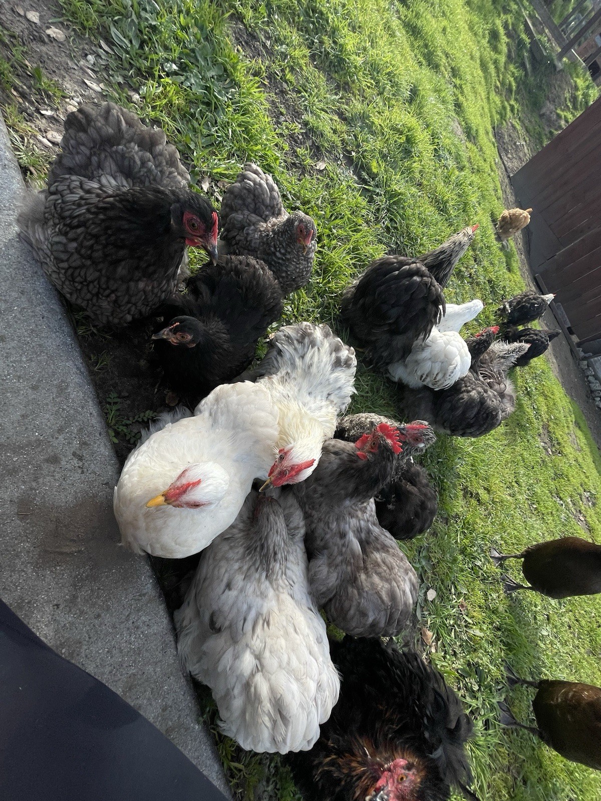 Bantam Cochin Hatching Eggs