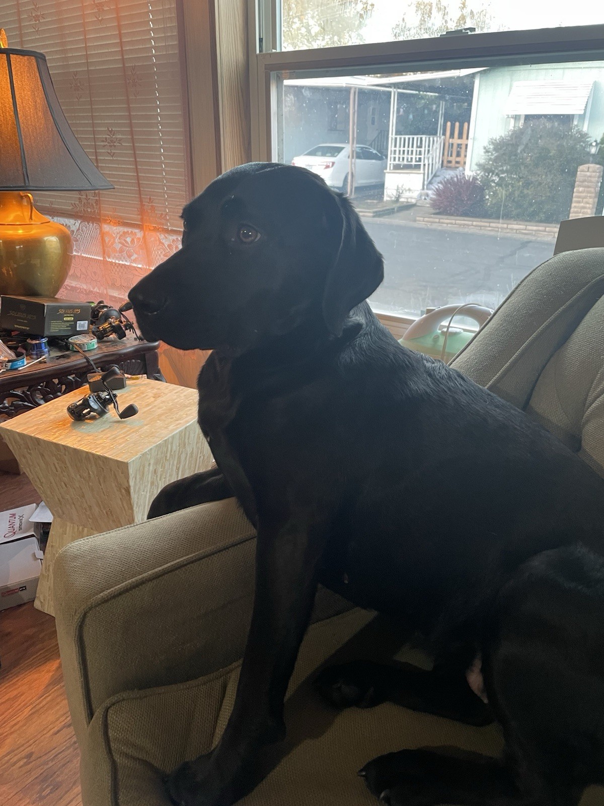Tariff Relief 🙏 🏠 🐕 🚗