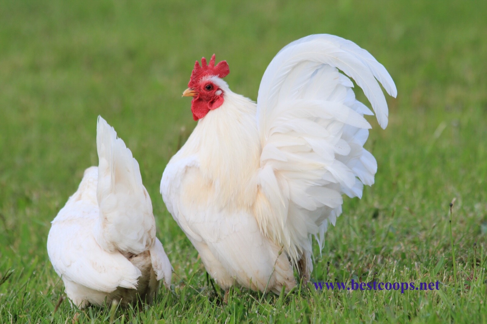 4+ Fertile Show Quality Serama Chicken Hatching Eggs