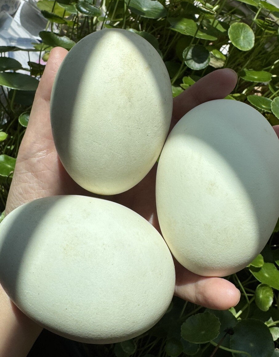4 Blown out goose eggs for crafting