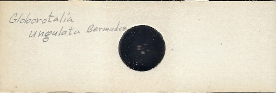 Foraminifera Globorotalia ungulata Microfossil Microscope Slide
