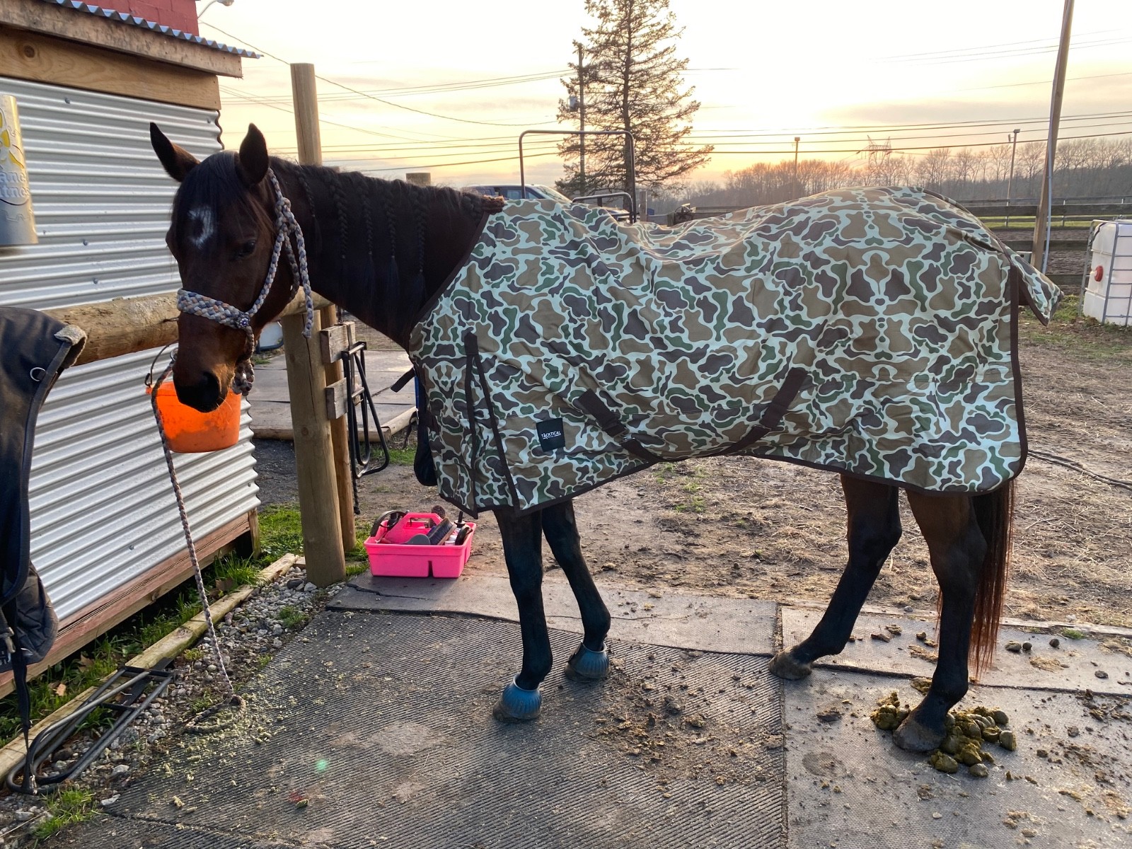 tacktical equine duck hunt turnout sheet