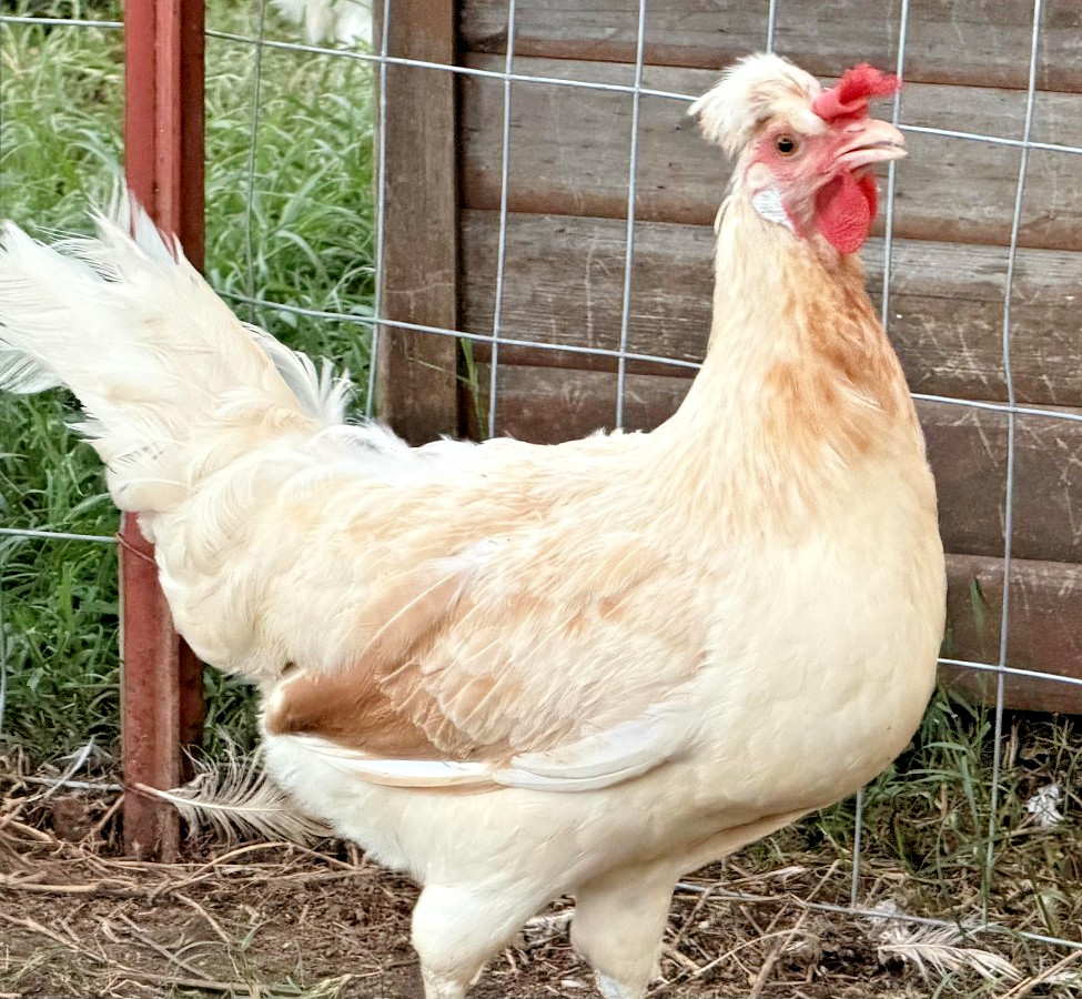 5+ Icelandic Hatching Fertile Hatching Eggs!