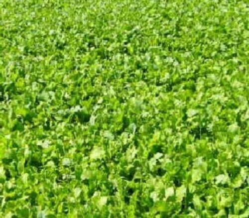 One Ounce Dwarf Essex Rape Seed (Deer Green, Food Plot Or Salad Or Cooked)