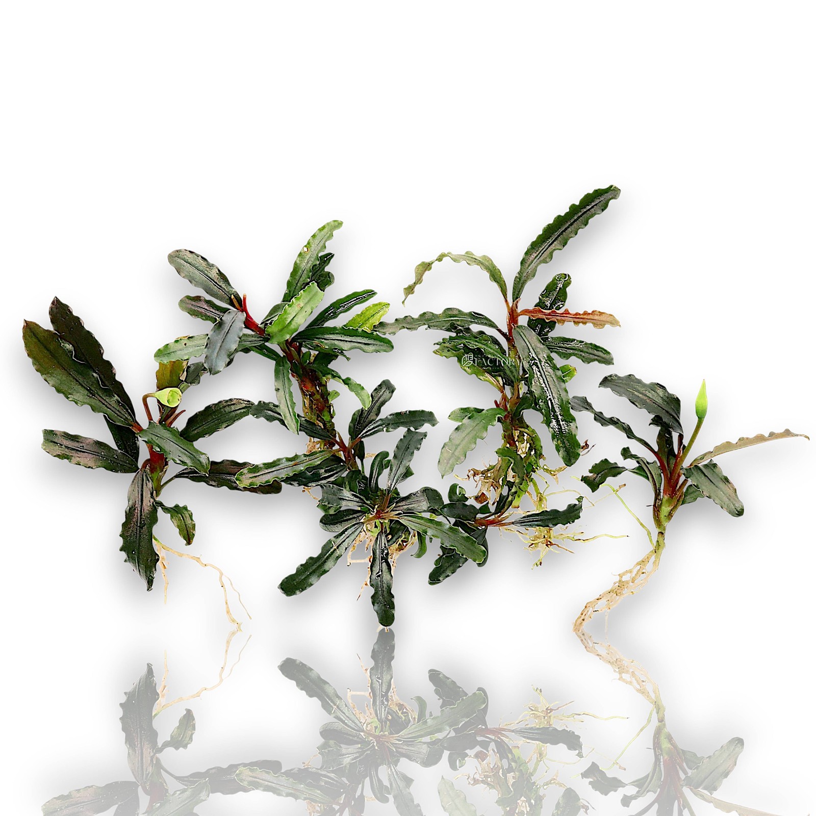 Bucephalandra Velvet Tricolor