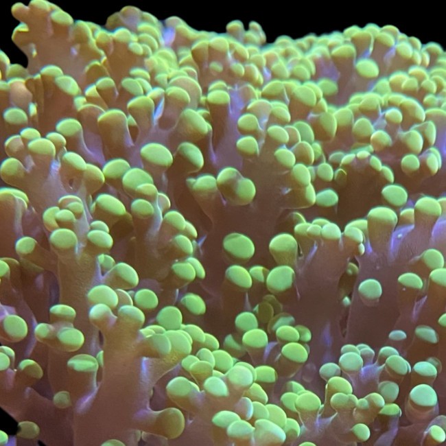 Green Tip Frogspawn Coral (3/4" - 1") - SAQ Coral Farm