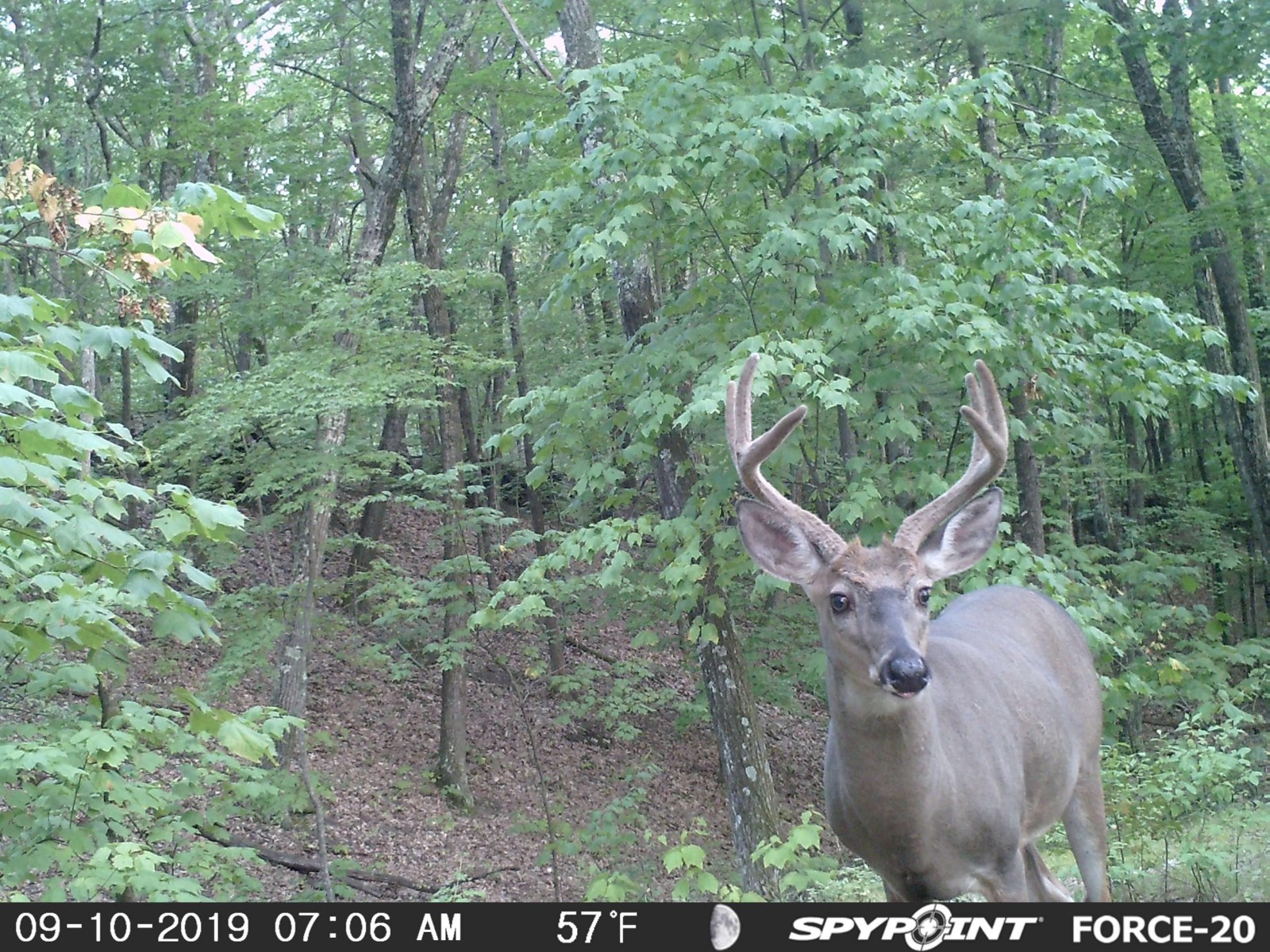 SPYPOINT FORCE-20 HD Trail Camera 20MP Infrared Hunting Game Camera