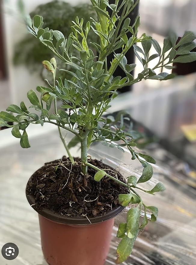 Ruda Plant Common Rue (Ruta Graveolens) Herb of Grace in 3" Tall Pot