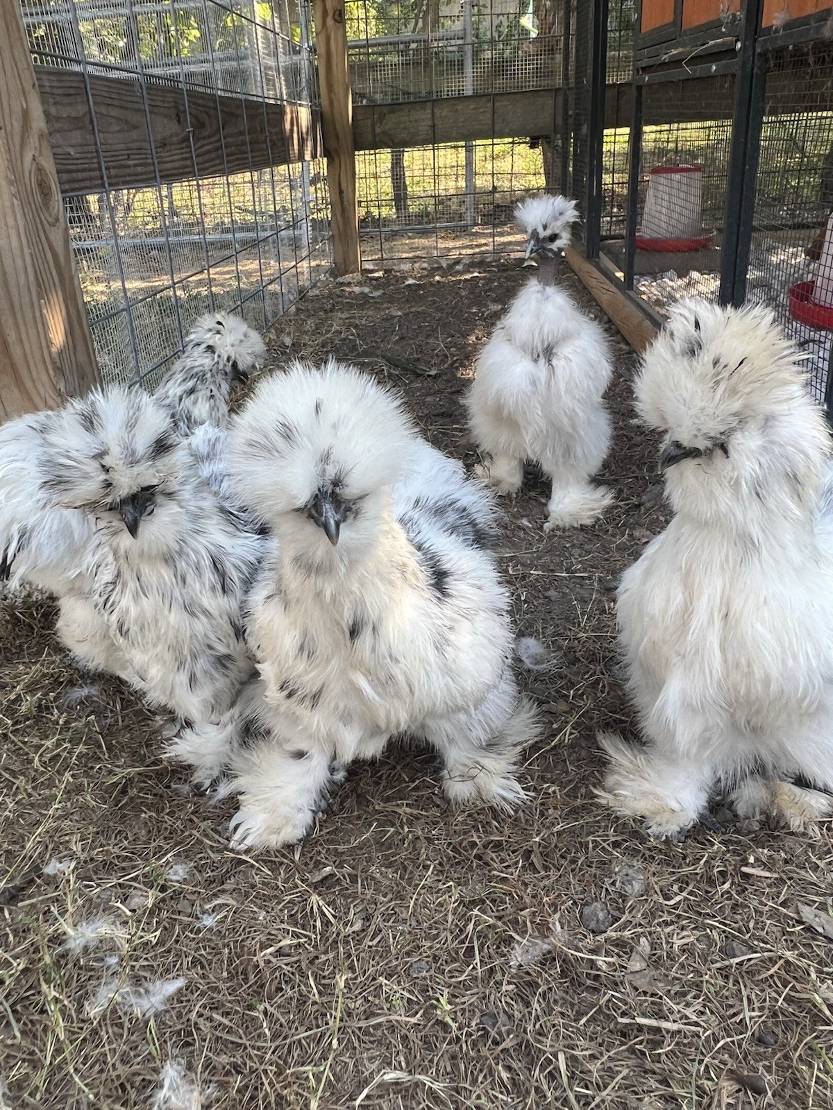 6+ Bearded Paint Silkie Hatching Eggs NPIP Certified Flock