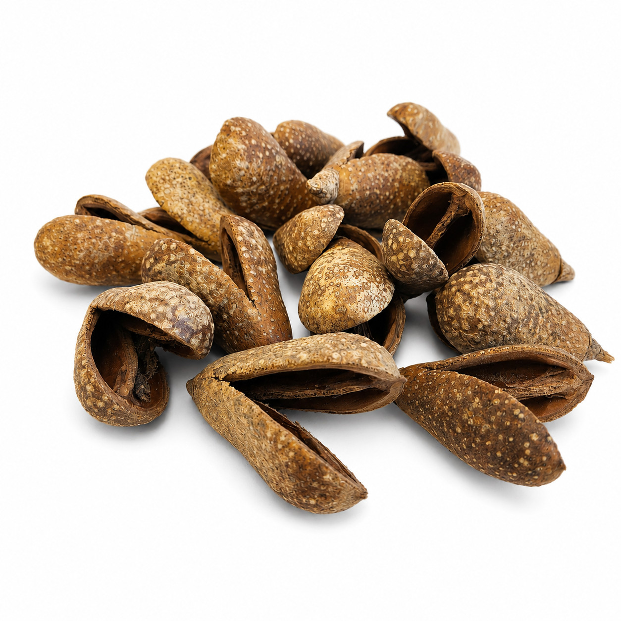 Natural Mike Pods for Aquariums & Terrariums