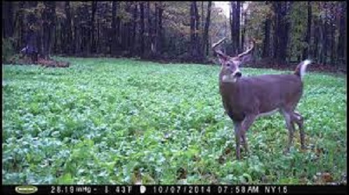 5 Lbs Deer Hunter's FALL DEER FOOD PLOT SEED MIX Wheat Oats Rye Peas + Brassicas