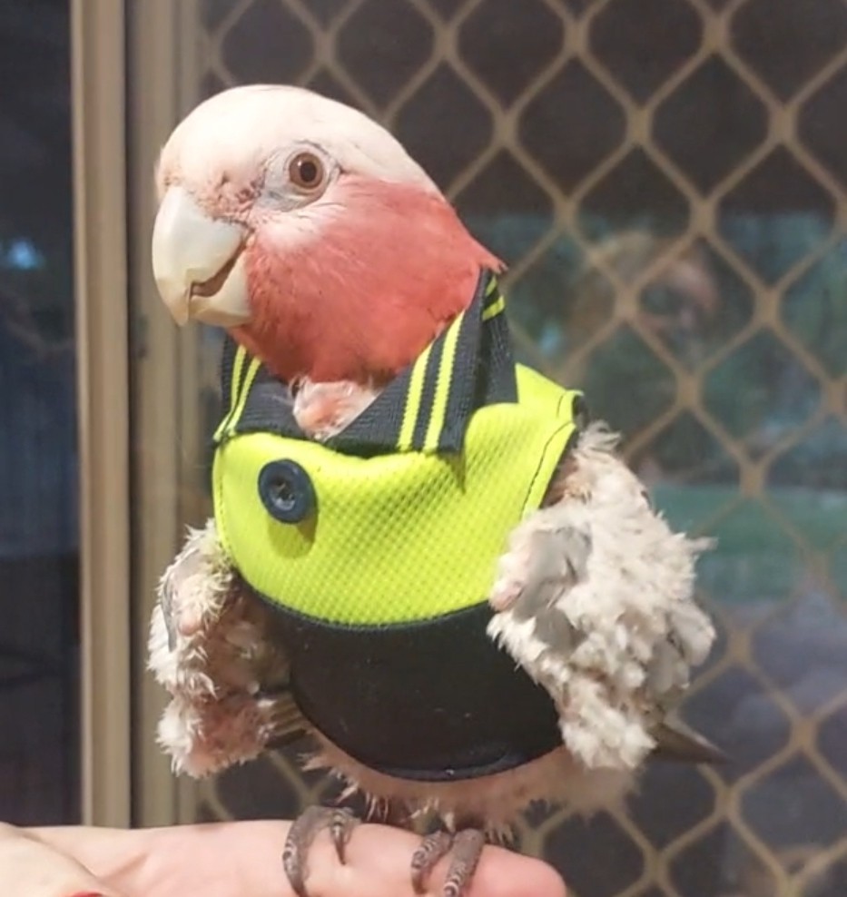 Bird Vest -  Tradie T shirt