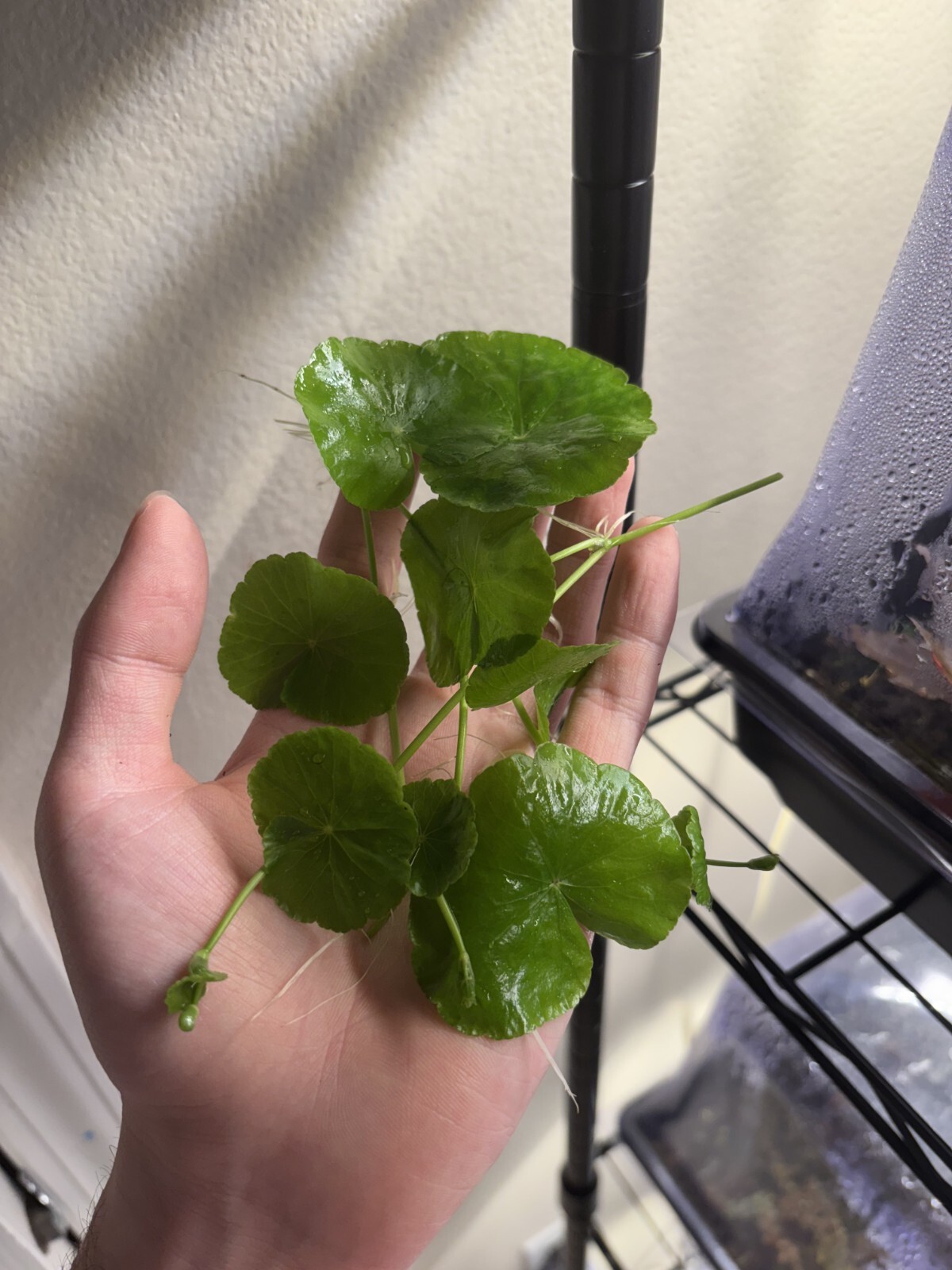 Brazilian Pennywort Live Aquarium Plant (4+ shoots ~2-3 leaves each)