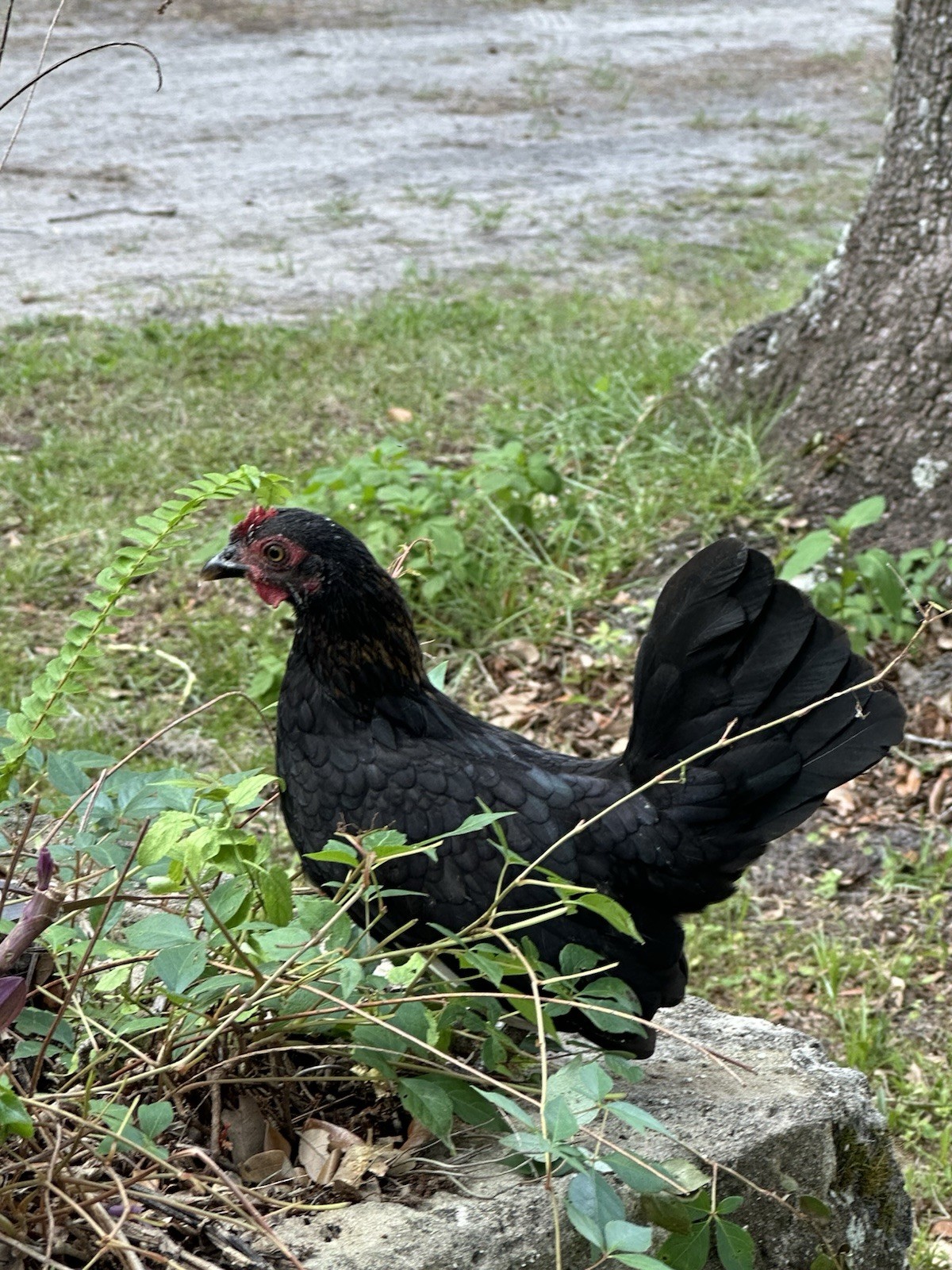 8 Kikiriki Hatching eggs NPIP/AI and PT Clean