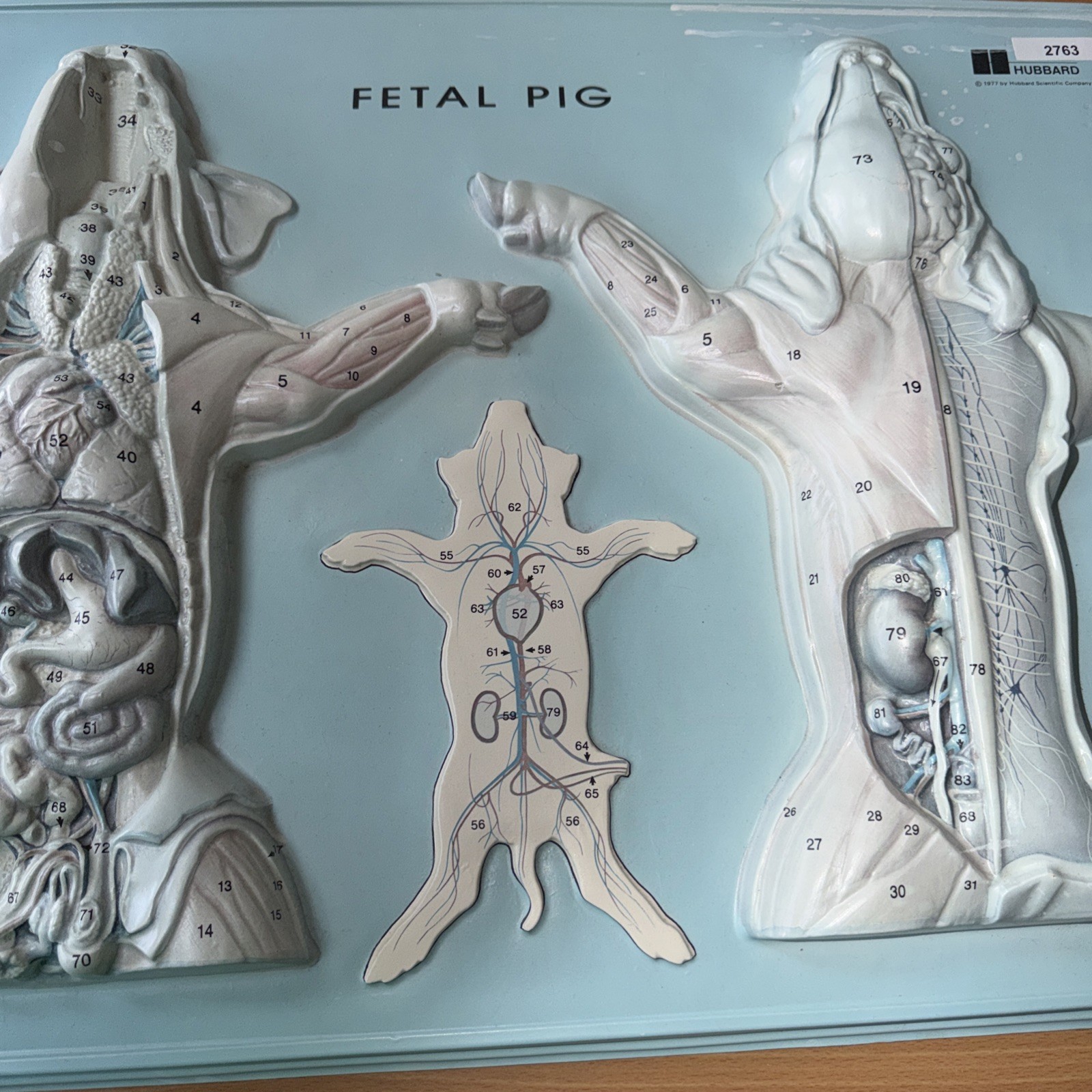 Hubbard Fetal Pig 1997