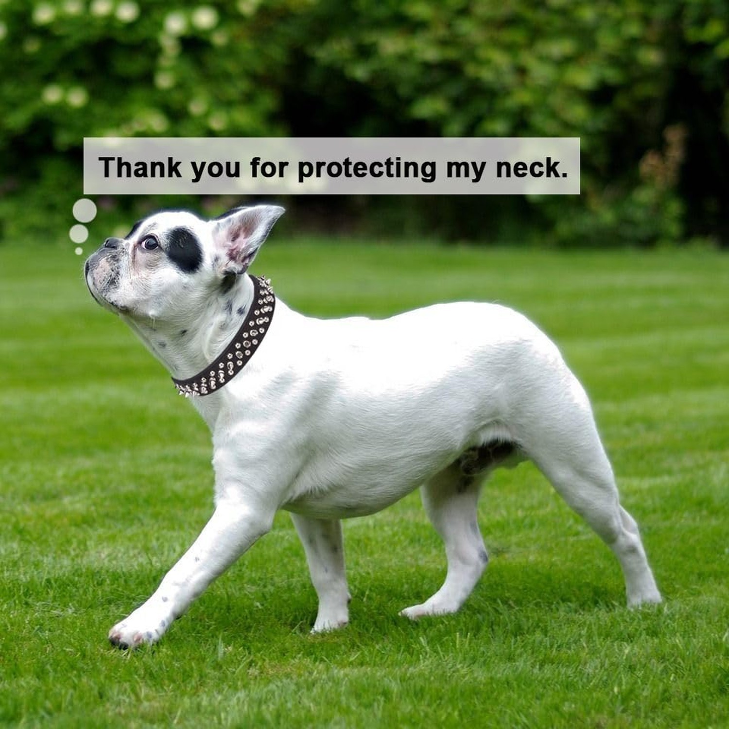 Spiked Dog Collar, Mushrooms Rivet Spike Anti-Bite Studded Protective Pet Nec...