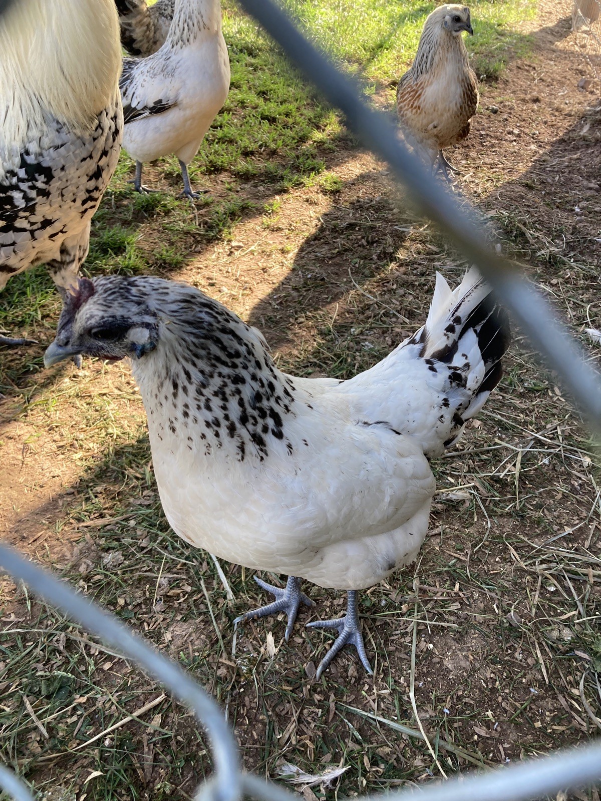 12+ Purebred Mosaic Hatching Eggs! Beautiful fibro Chicken Breed!