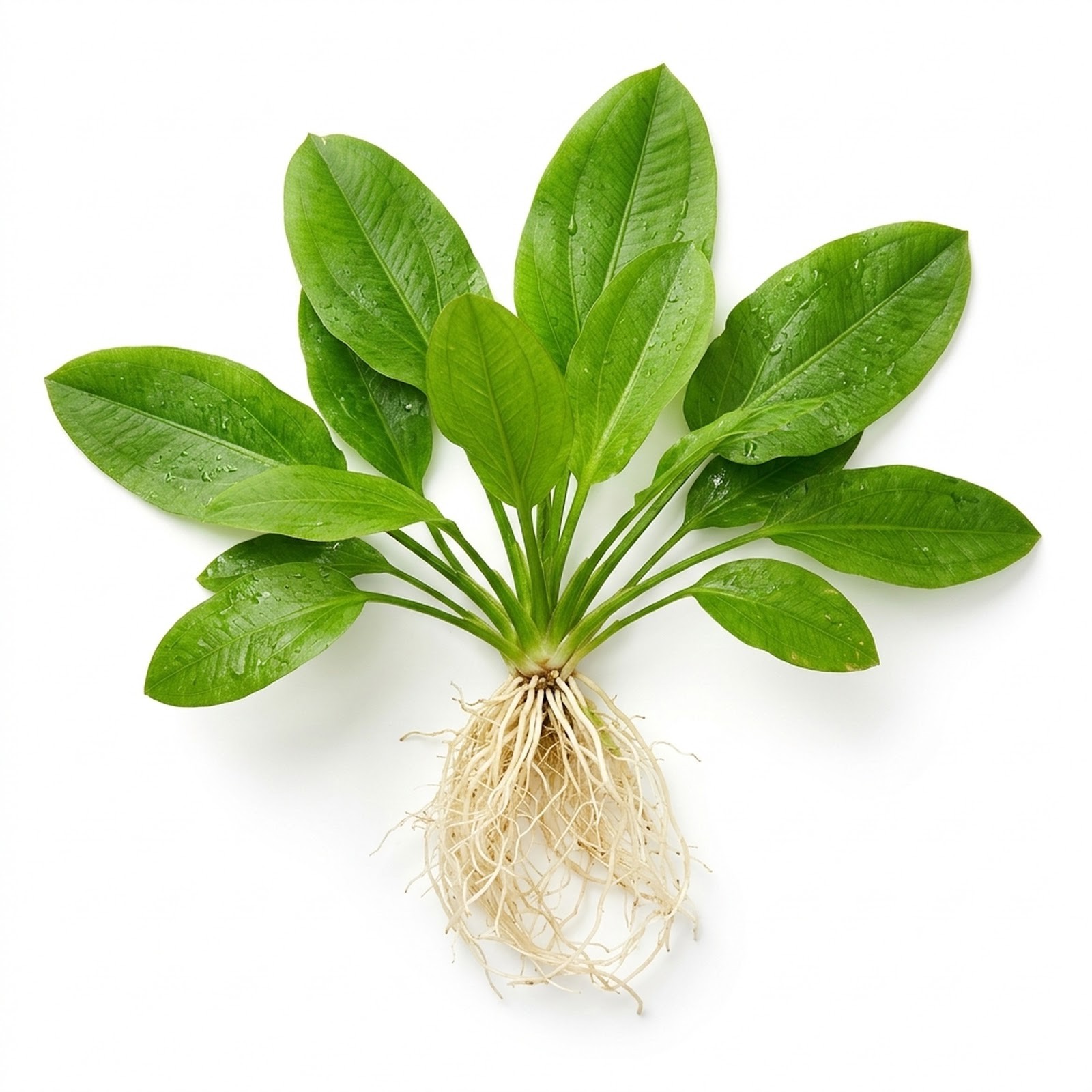 Grandifolius Rangeri Sword Argentinensis Small