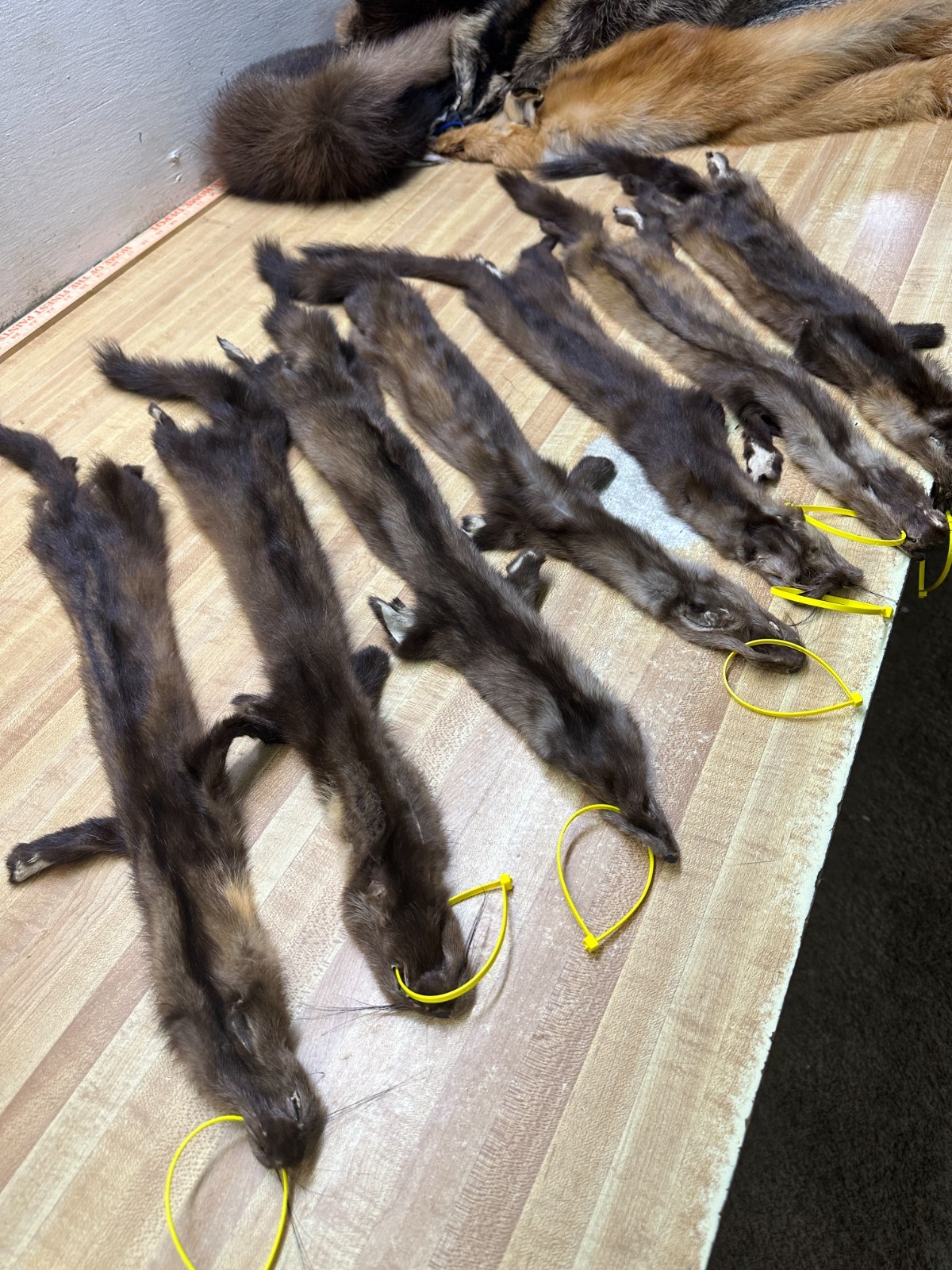 ( WEEKLY SPECIAL )Tanned Sable # 2 Grade Hide Fur Coats Trapping Slight Damage
