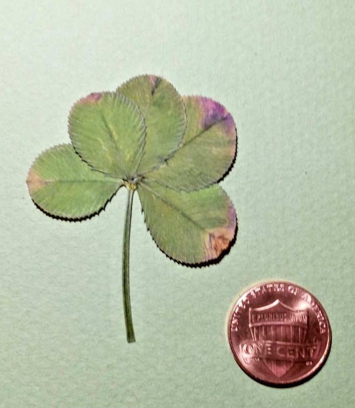 Rare 5 leaf clover - dried, and pressed - Trifolium repens, Lucky item #8