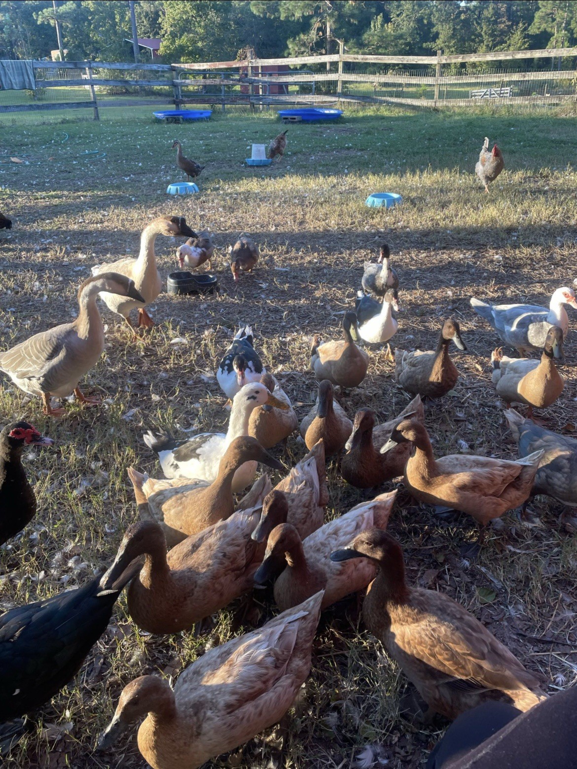 6+2 Assorted Fertile Duck Hatching Eggs-Runner, Ancona, Khaki Campbell, Crested