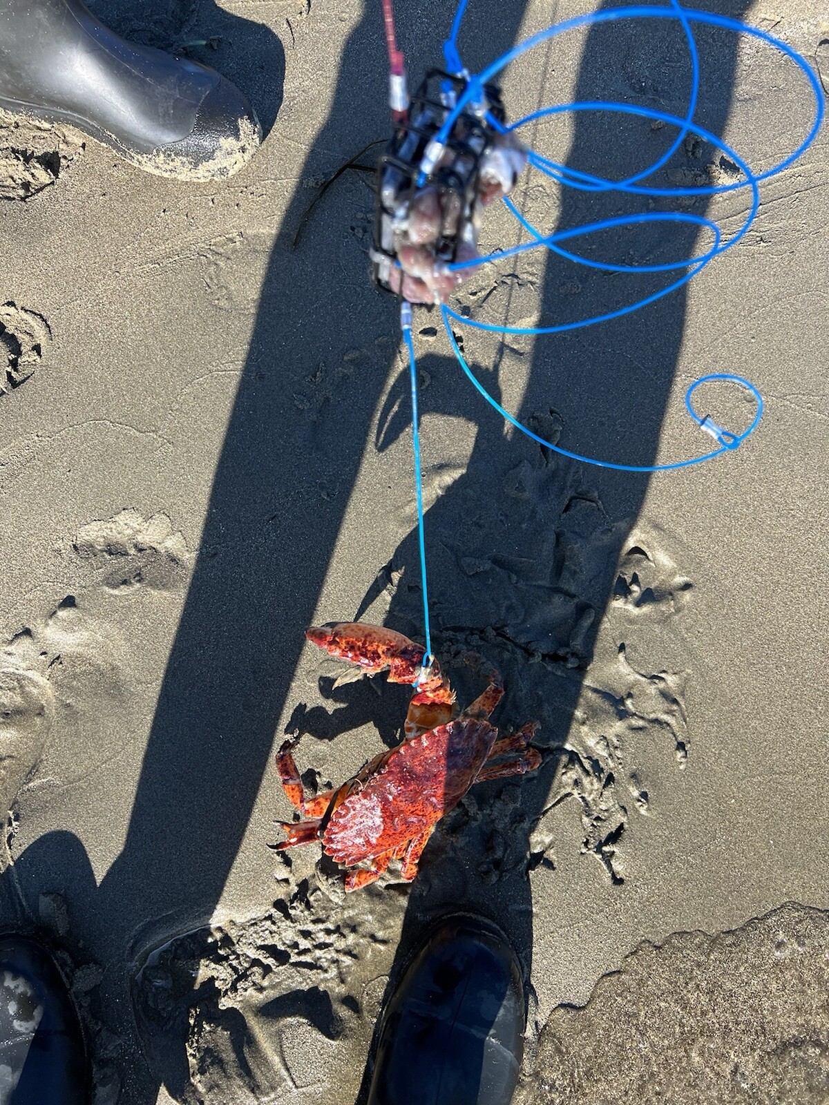 5 crab snares No Weight