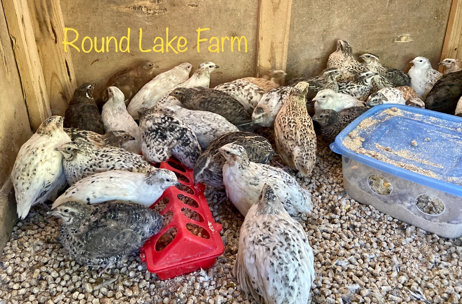 12 Fertile Coturnix Quail Hatching Eggs