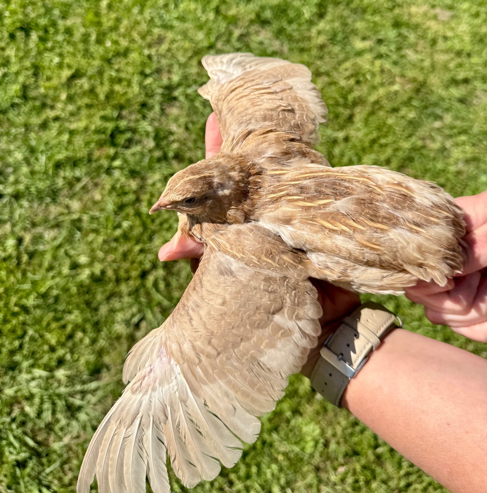 50+ RARE COLORS Coturnix Quail Hatching Eggs NPIP AI Free