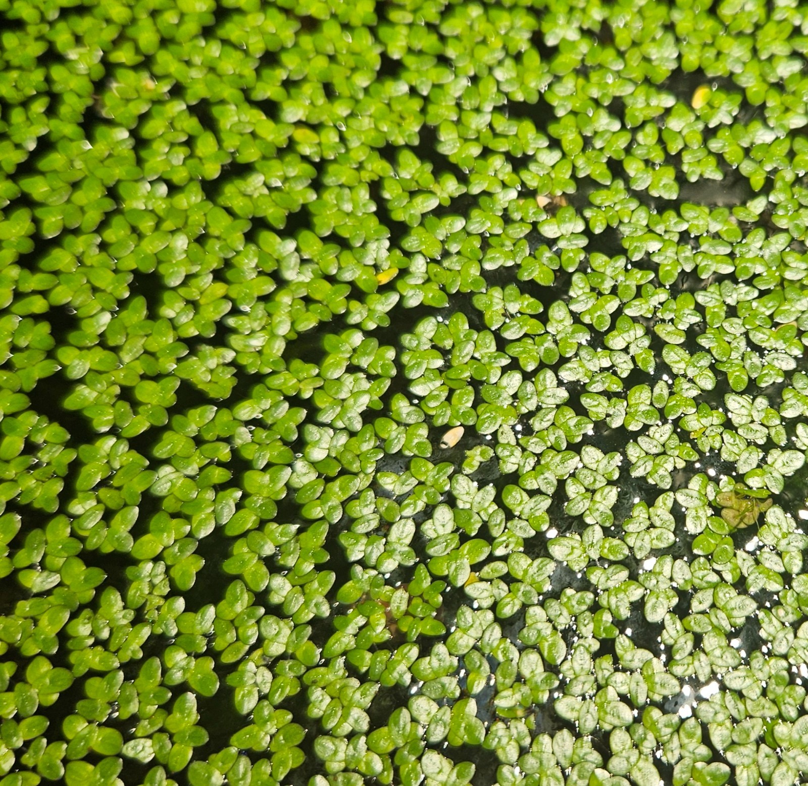DUCKWEED  - Freshwater Aquatic Live Plants (Grown Indoors)