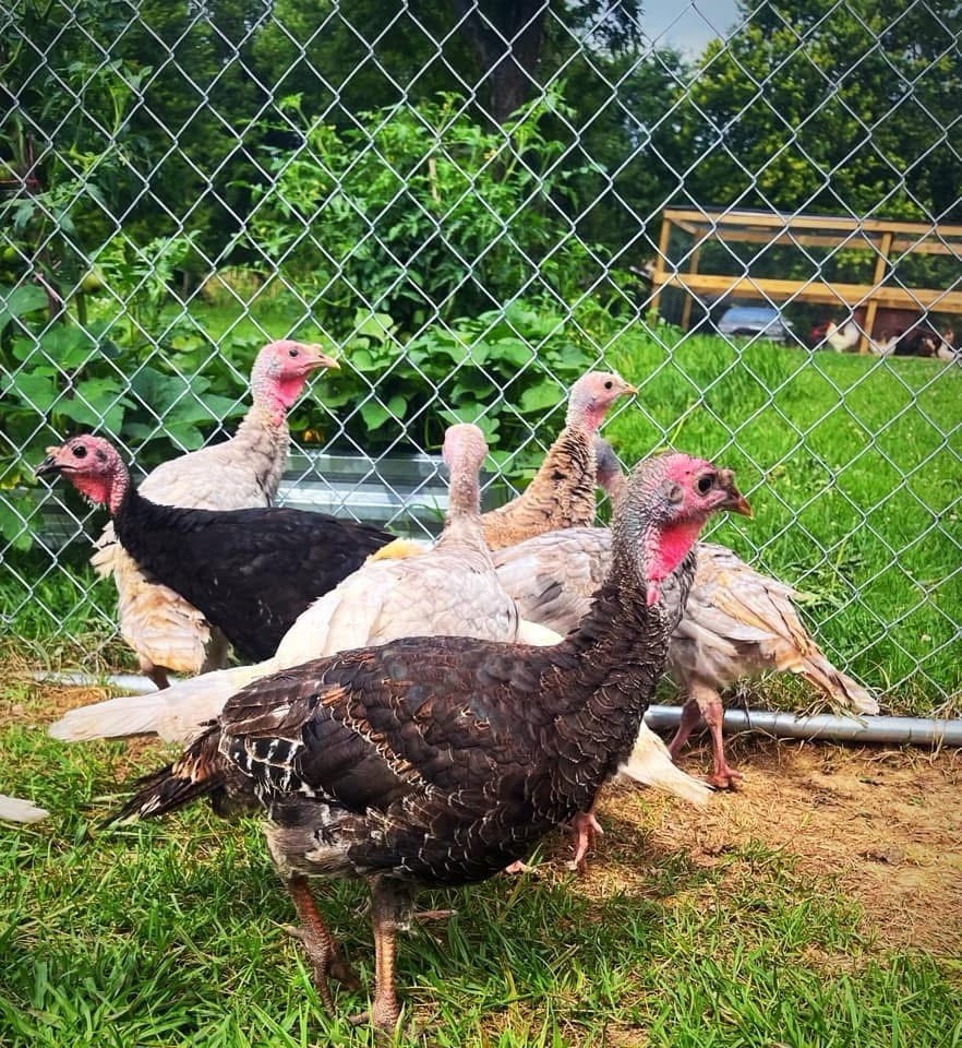1doz.++ Assorted Species Fertile Hatching Eggs Turkey/chicken/duck