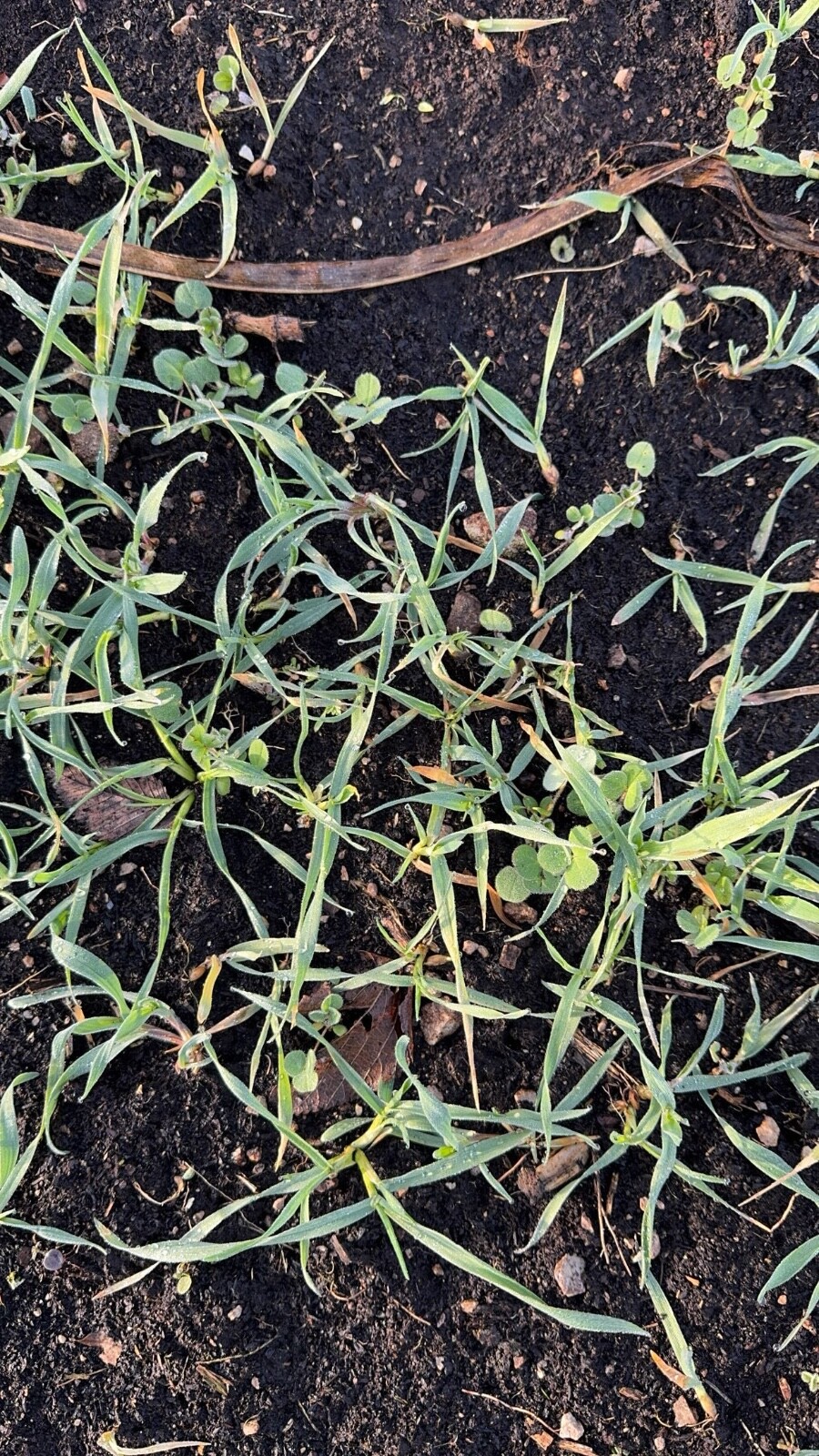 Irresistible Clover, Chicory Deer/turkey Annual Food Plot Seed, Spring 1 Acre