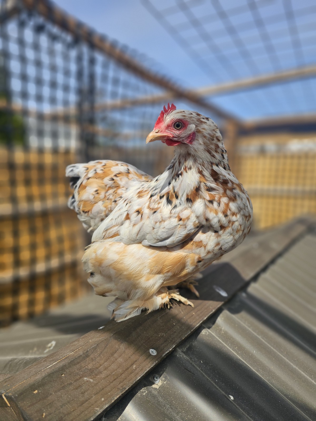 12++ Bantam Calico/mille Cochin Hatching Eggs NPIP/AI