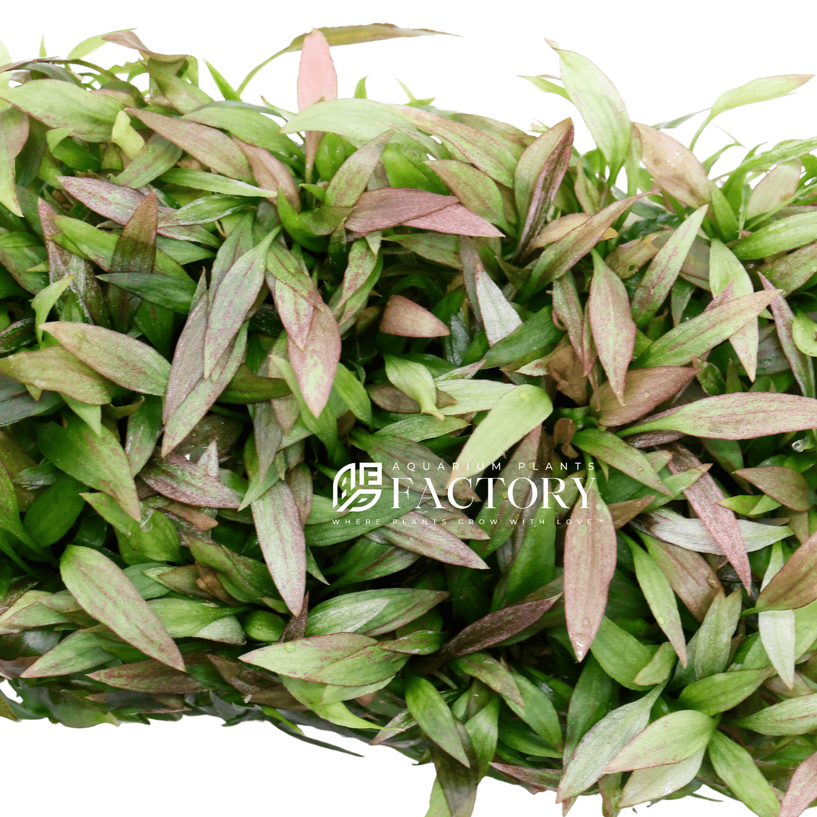 Cryptocoryne petchii 'Pink' | Aquarium Plants Factory®