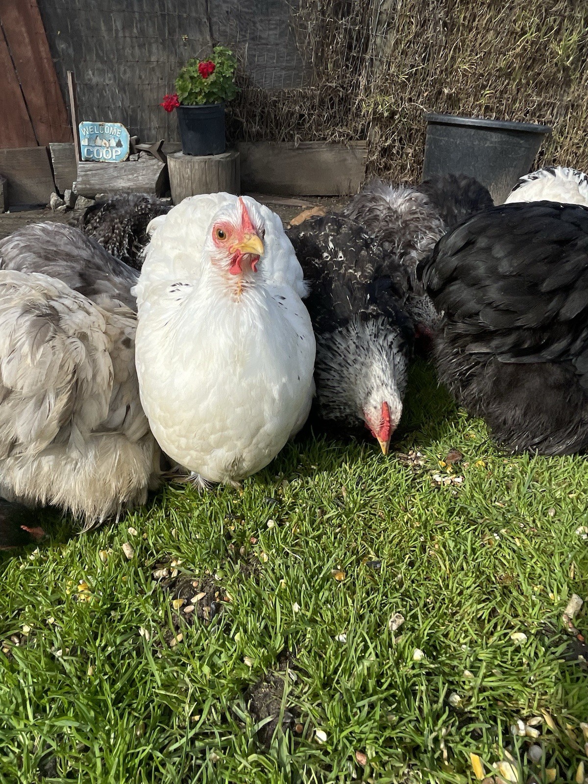 Bantam Cochin Hatching Eggs