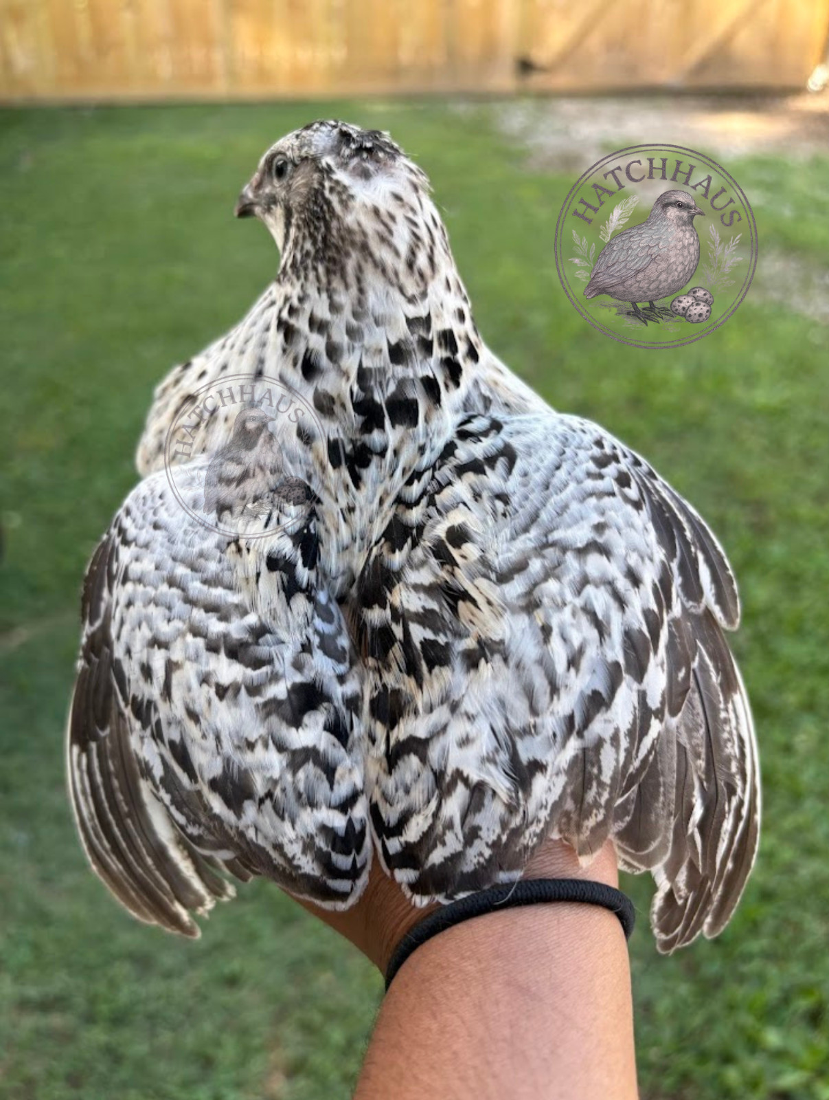 100 Assorted RARE COLORS Coturnix Quail Hatching Eggs - shipped in foam