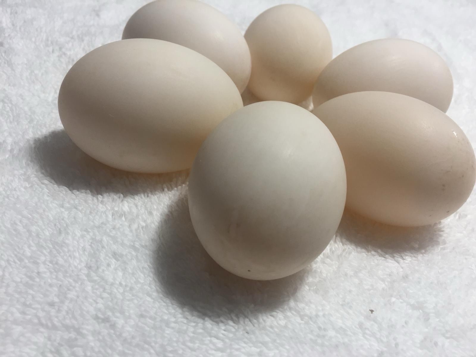 Fertile Duck Hatching Eggs, - Lot of 12