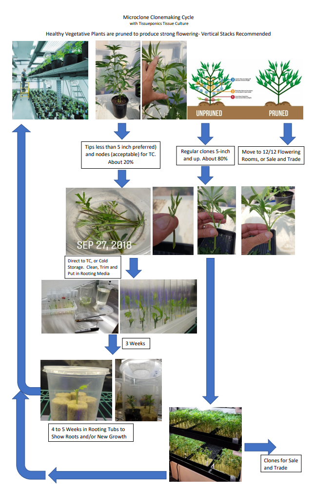 Tissue Culture Starter Kit 108 Microclone Tubes Most Plants Include Cannabis