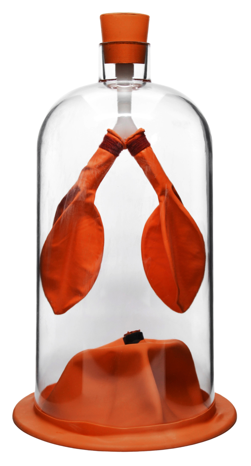?Lung Function Demonstration Model, 13 Inch - Rubber & Plastic?- Eisco Labs