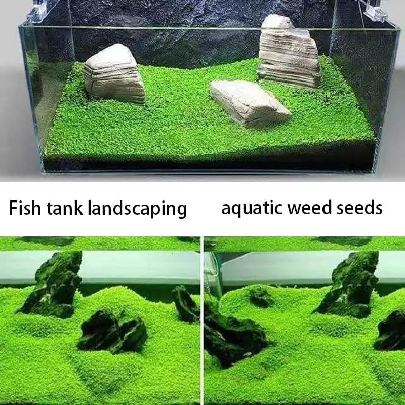 4 Bags Aquarium Plant S.e.e.ds, not Artificial Plastic Plant, Fish Tank Live