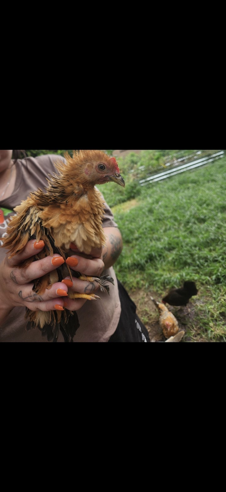 Fertile Bantam Mystery Hatch 18 eggs